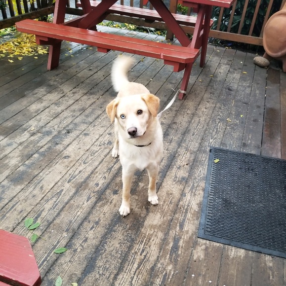 Meet your Posher, Ariel - Picture 1 of 1